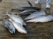 Oregon Inlet Fishing Center, Plenty more Tuna Season 2015