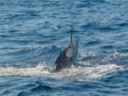 TW’s Bait & Tackle, TW's Daily fishing Report. 6/15/15