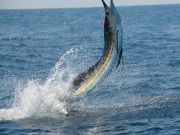 TW’s Bait & Tackle, TW's Daily Fishing Report. 10/3/15