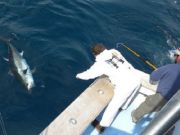 TW’s Bait & Tackle, TW's Daily Fishing Report. 12/10/15