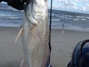 TW’s Bait & Tackle, TW's Daily Fishing Report. 2/7/15