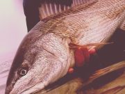TW’s Bait & Tackle, TW's Daily fishing Report. 2/4/15