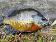 TW’s Bait & Tackle, TW's Daily Fishing Report. 10/12/15