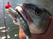 TW’s Bait & Tackle, TW's Daily Fishing Report- 03/18/2015