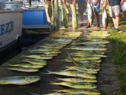 TW’s Bait & Tackle, TW's Daily Fishing Report. 10/9/15