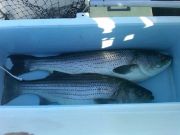 TW’s Bait & Tackle, TW's Daily Fishing Report