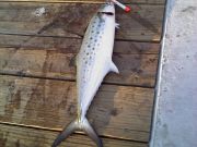 TW’s Bait & Tackle, TW's Daily fishing Report. 8/25/15