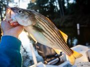 TW’s Bait & Tackle, TW's Daily Fishing Report. 12/6/15