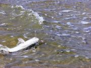 TW’s Bait & Tackle, TW's Daily Fishing Report. 4/8/15