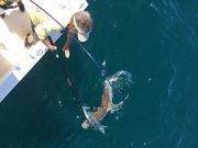 TW’s Bait & Tackle, TW's Daily fishing Report. 5/3/15
