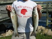 TW’s Bait & Tackle, TW’s Daily fishing Report. 10/8/14