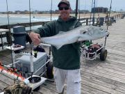 Fishing Unlimited Outer Banks Boat Rentals, Really Good Sea Mullet Bite