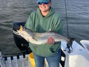 Fishing Unlimited Outer Banks Boat Rentals, Big Blues and Lots Of Yearling Drum