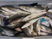 Fishing Unlimited Outer Banks Boat Rentals, Tough Fishing