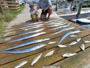 Fishing Unlimited Outer Banks Boat Rentals, Plenty of Ribbon Fish