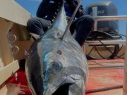 TW’s Bait & Tackle, Drum and Tuna Were Targeted