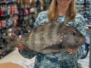 TW’s Bait & Tackle, Cobia Bite Was Decent
