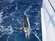 TW’s Bait & Tackle, Billfish Have Begun To Show Up