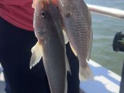 Miss Oregon Inlet II Head Boat Fishing, Croaker City