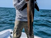 TW’s Bait & Tackle, The Cobia are here!