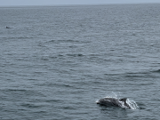 Miss Oregon Inlet II Head Boat Fishing, Finally FriYay!