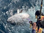 Oceans East Bait & Tackle Nags Head, Plenty of Giants Out There!