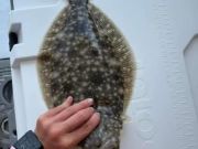 Miss Oregon Inlet II Head Boat Fishing, Hello Flounder Season!