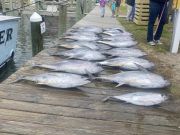 Oceans East Bait & Tackle Nags Head, Limit Of Yellowfin