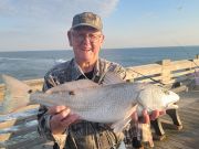 Jennette's Pier, Puppy Drum to Start the Day!