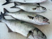 Crystal Dawn Head Boat Fishing and Evening Cruise, In the Fish!