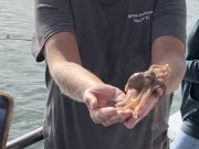 Miss Oregon Inlet II Head Boat Fishing, We caught an octopus ?