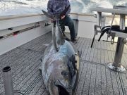 TW’s Bait & Tackle, Bluefin Tuna this Morning