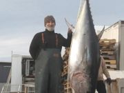 Pirate's Cove Marina, Bluefin Season is in full swing!
