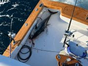 Pirate's Cove Marina, A Perfect 70”er