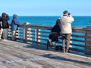 Jennette's Pier, Pier Bird Watching