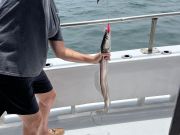 Miss Oregon Inlet II Head Boat Fishing, Ocean Trip Was a Blast!