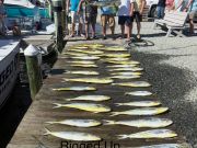 Oregon Inlet Fishing Center, The Action continues for Inshore and Nearshore Anglers!