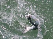 Jennette's Pier, A Super Bluefish Run