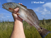 TW’s Bait & Tackle, TW’s Daily Fishing Report