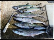 Jennette's Pier, Bluefish, Spanish & Spot