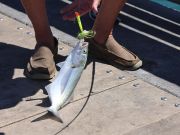 Jennette's Pier, Great Day for Fishing
