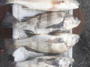 Oceans East Bait & Tackle Nags Head, Puppy Drum and Black Drum