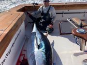 Oceans East Bait & Tackle Nags Head, The Bluefin are here!
