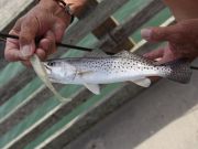 Jennette's Pier, Nice Variety