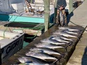 Oceans East Bait & Tackle Nags Head, Awesome offshore tuna bite, with great inland fishing!