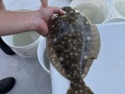 Miss Oregon Inlet II Head Boat Fishing, Sea mullet for tacos!!