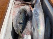 Oceans East Bait & Tackle Nags Head, Limits of Yellowfin