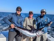 Pirate's Cove Marina, Swordfishin'