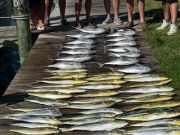 True Grit Sportfishing, Tuna, Dolphin and Sharks