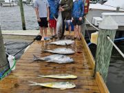 Pirate's Cove Marina, Testy Tuesday